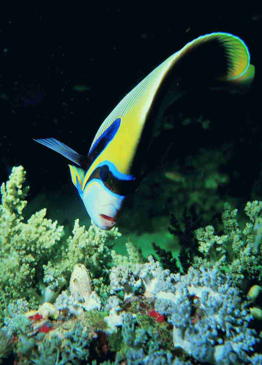 Underwater Saltwater - BackArts ></a>
<script language=JavaScript> 
  var txt = 