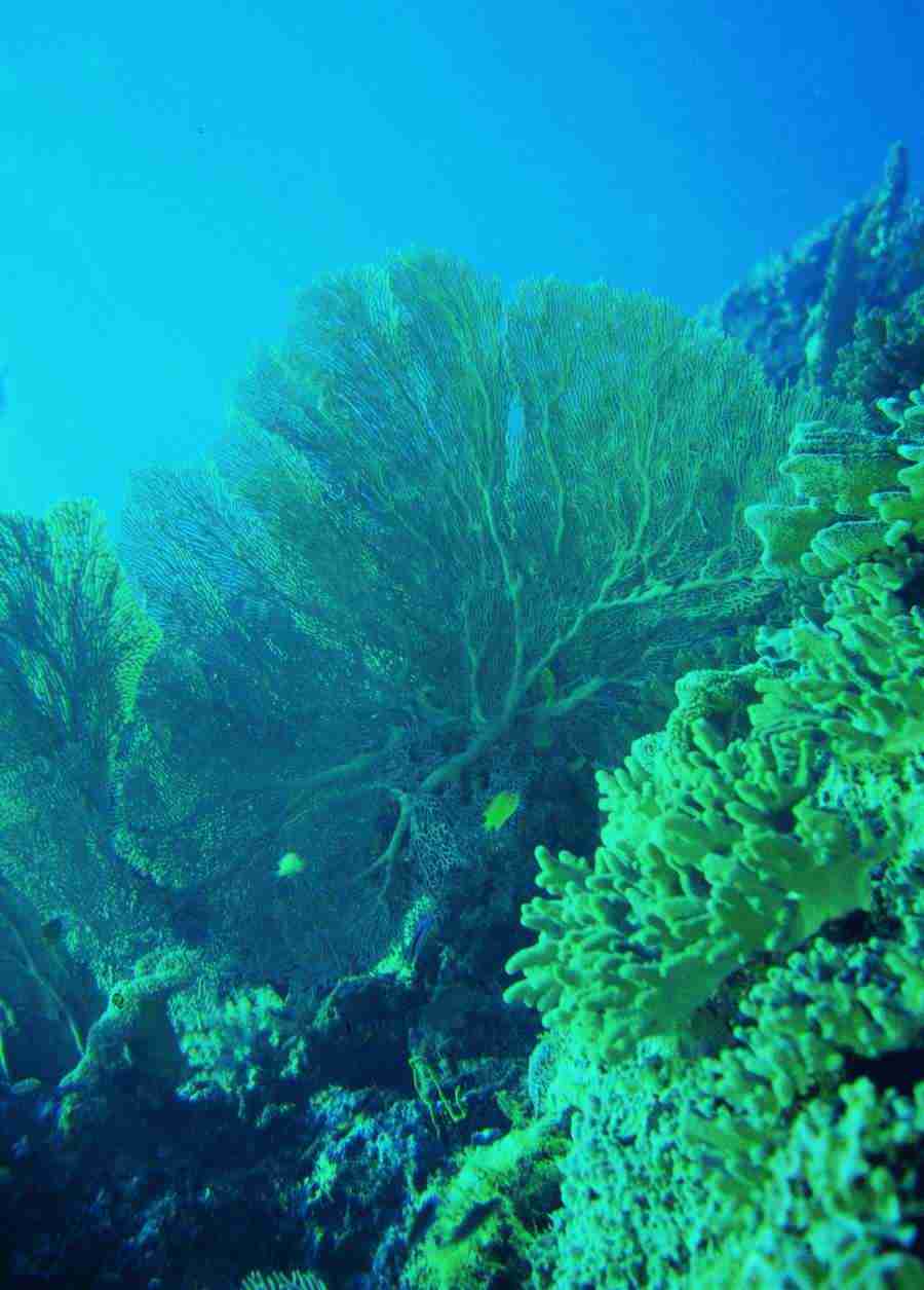 Underwater Saltwater - BackArts ></a>
<script language=JavaScript> 
  var txt = 