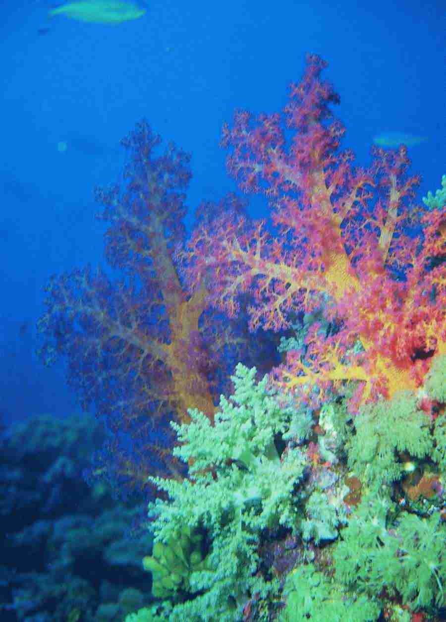 Underwater Saltwater - BackArts ></a>
<script language=JavaScript> 
  var txt = 