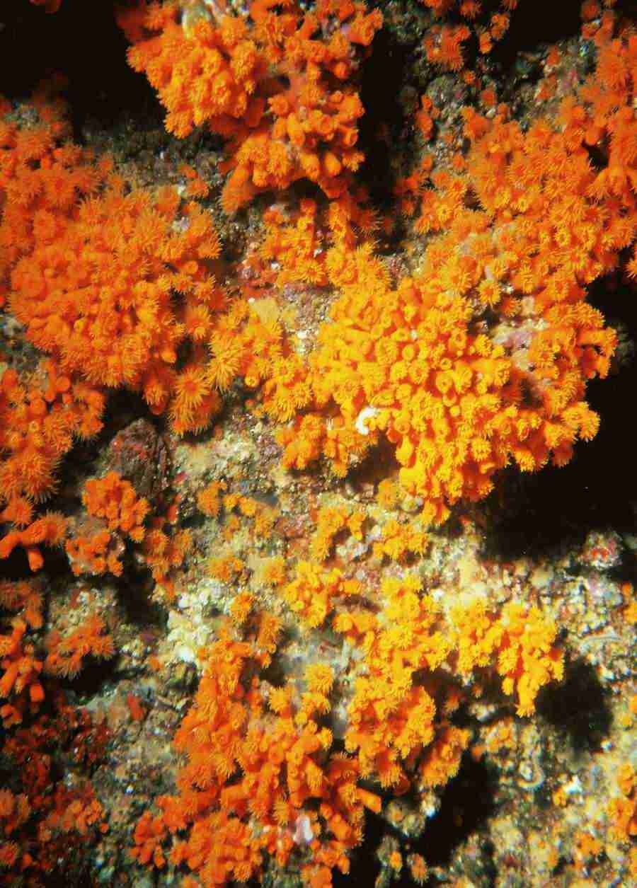 Underwater Saltwater - BackArts ></a>
<script language=JavaScript> 
  var txt = 