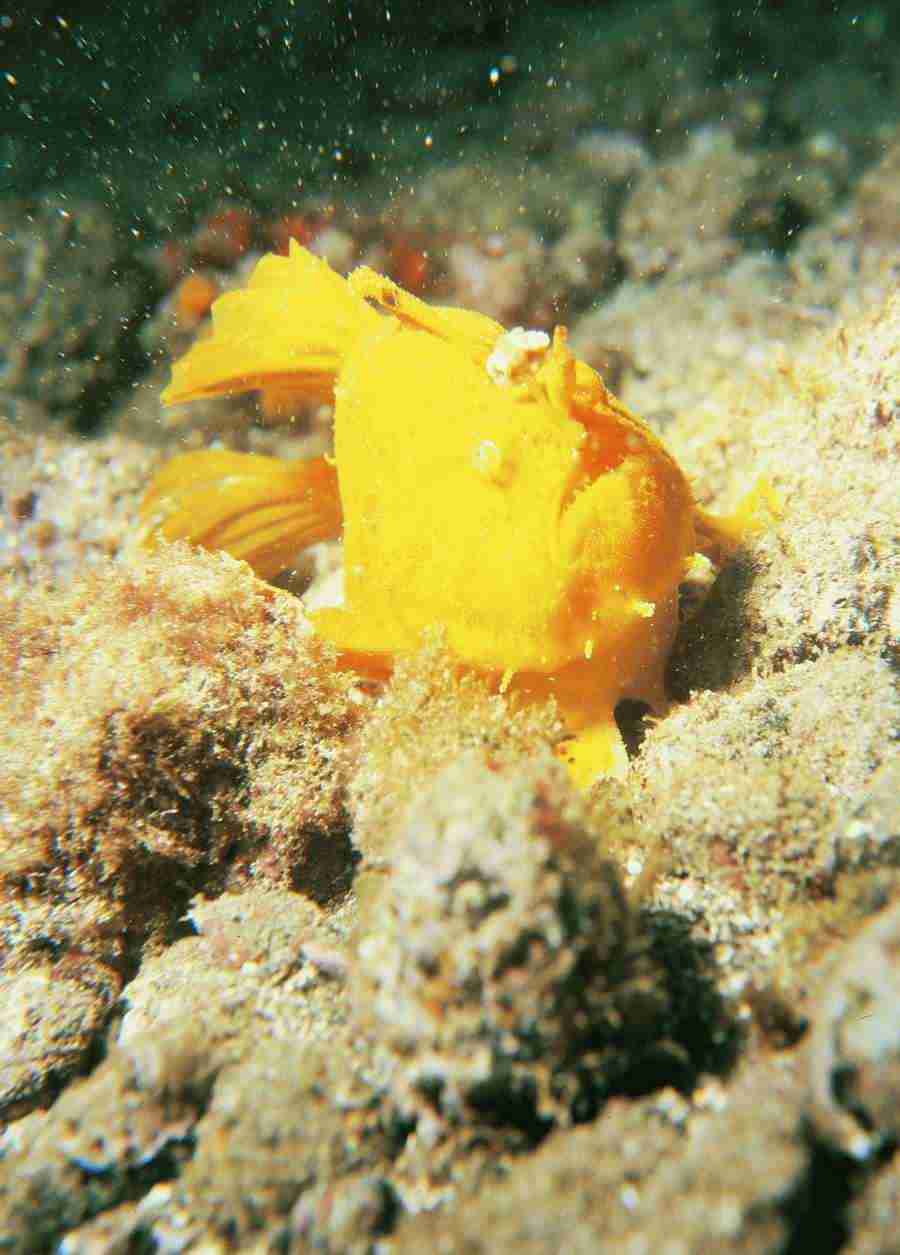 Underwater Saltwater - BackArts ></a>
<script language=JavaScript> 
  var txt = 