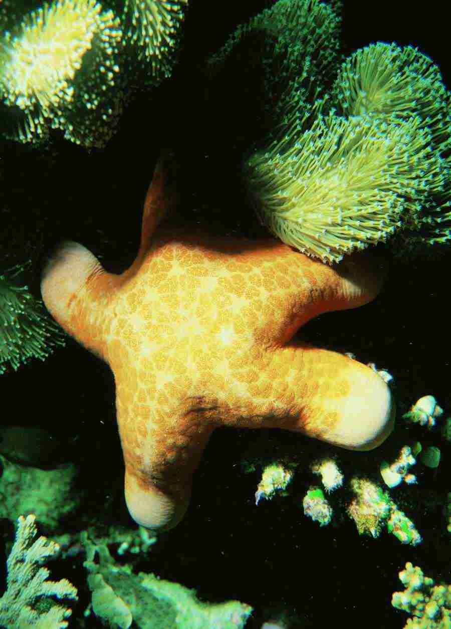 Underwater Saltwater - BackArts ></a>
<script language=JavaScript> 
  var txt = 