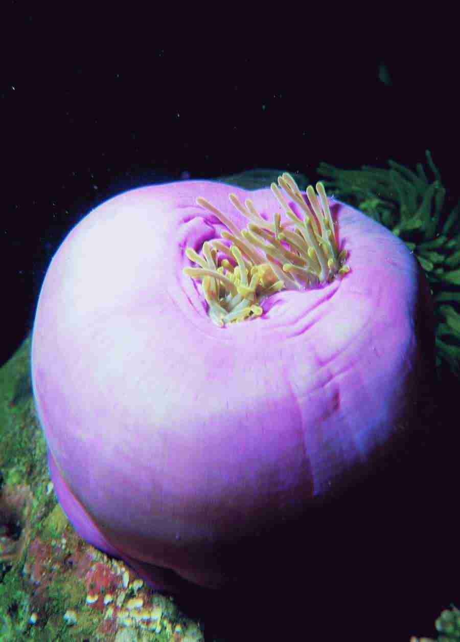 Underwater Saltwater - BackArts ></a>
<script language=JavaScript> 
  var txt = 