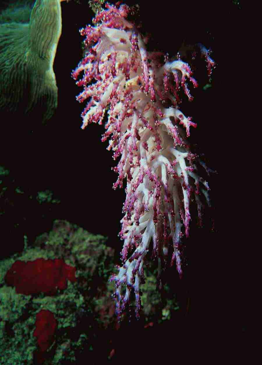 Underwater Saltwater - BackArts ></a>
<script language=JavaScript> 
  var txt = 