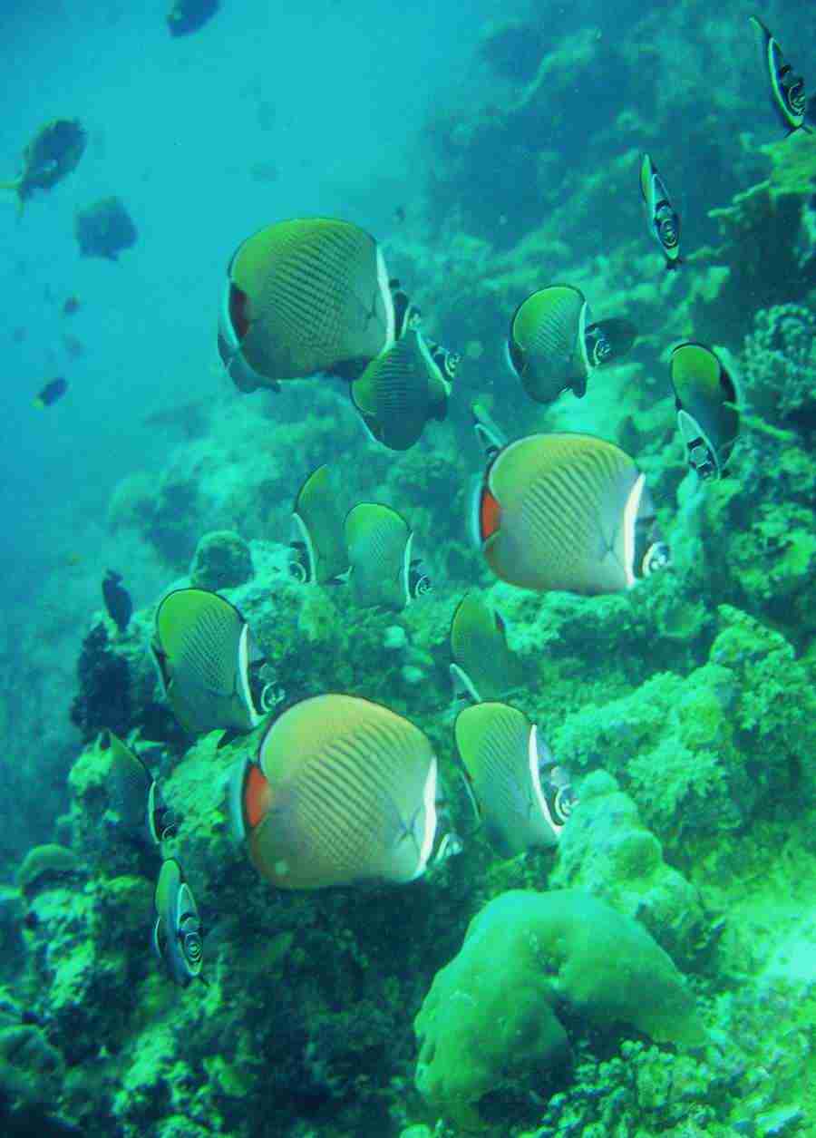 Underwater Saltwater - BackArts ></a>
<script language=JavaScript> 
  var txt = 