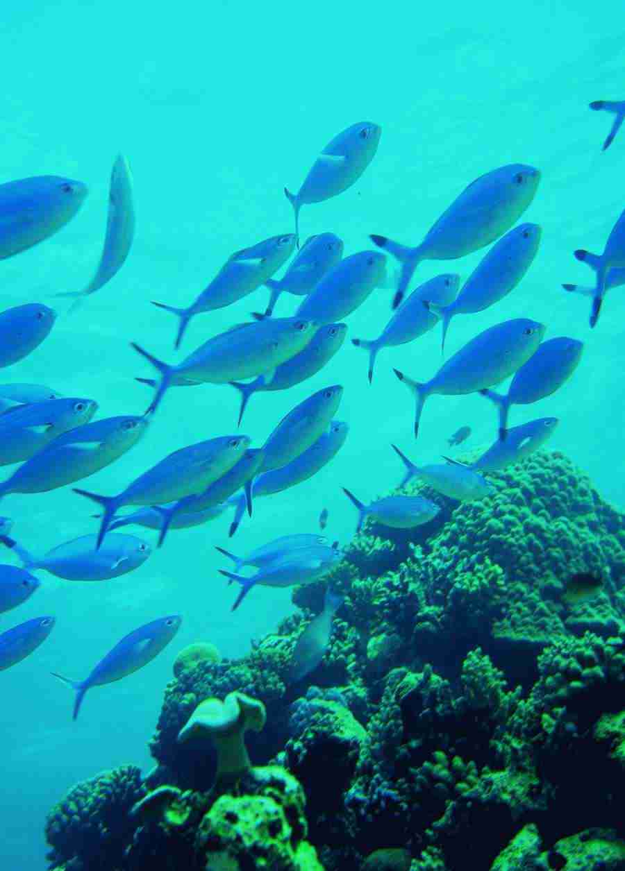 Underwater Saltwater - BackArts ></a>
<script language=JavaScript> 
  var txt = 
