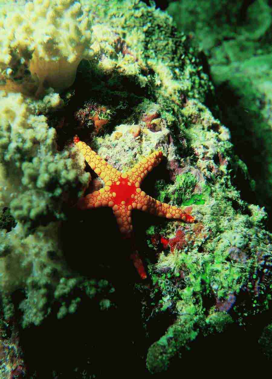 Underwater Saltwater - BackArts ></a>
<script language=JavaScript> 
  var txt = 