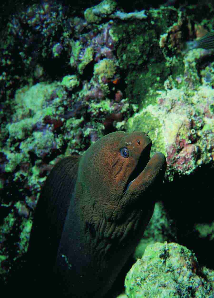 Underwater Saltwater - BackArts ></a>
<script language=JavaScript> 
  var txt = 