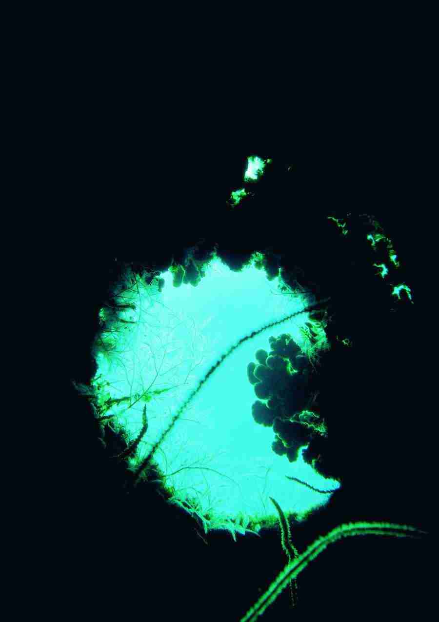 Underwater Saltwater - BackArts ></a>
<script language=JavaScript> 
  var txt = 