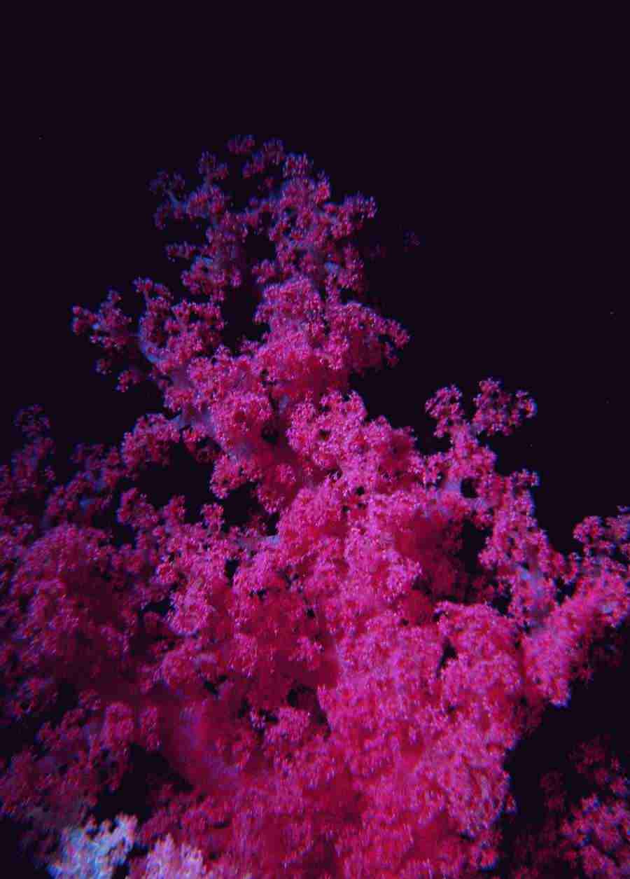 Underwater Saltwater - BackArts ></a>
<script language=JavaScript> 
  var txt = 