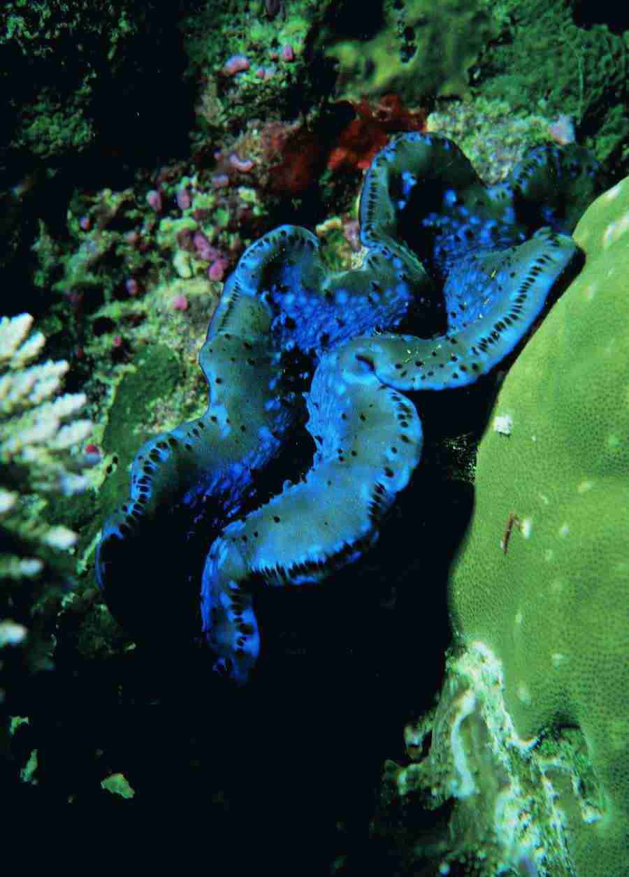 Underwater Saltwater - BackArts ></a>
<script language=JavaScript> 
  var txt = 