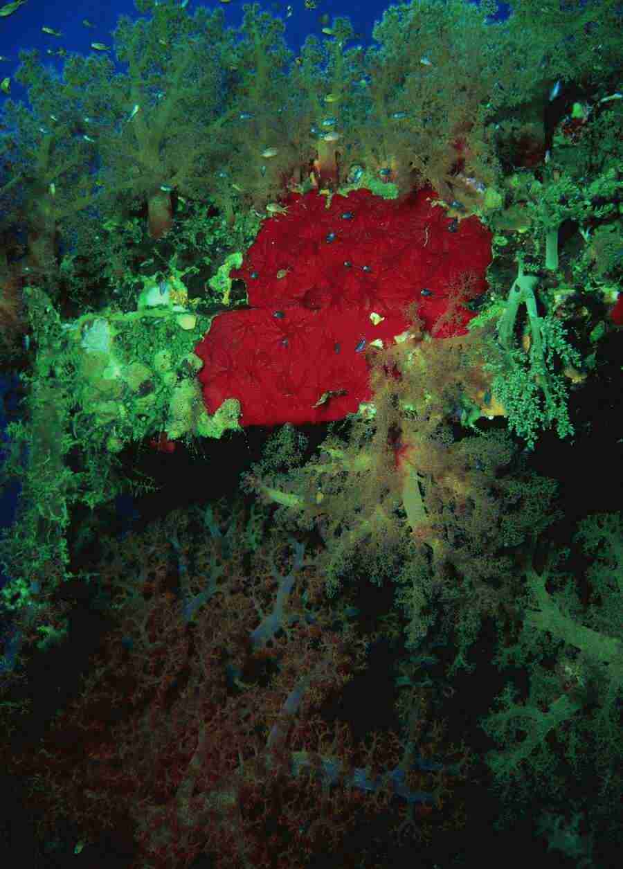 Underwater Saltwater - BackArts ></a>
<script language=JavaScript> 
  var txt = 