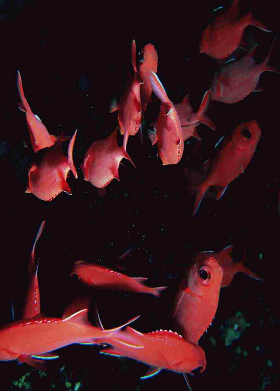 Underwater Saltwater - BackArts ></a>
<script language=JavaScript> 
  var txt = 