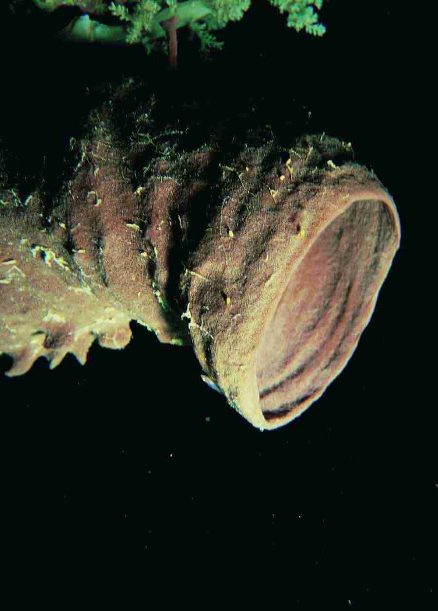 Underwater Saltwater - BackArts ></a>
<script language=JavaScript> 
  var txt = 