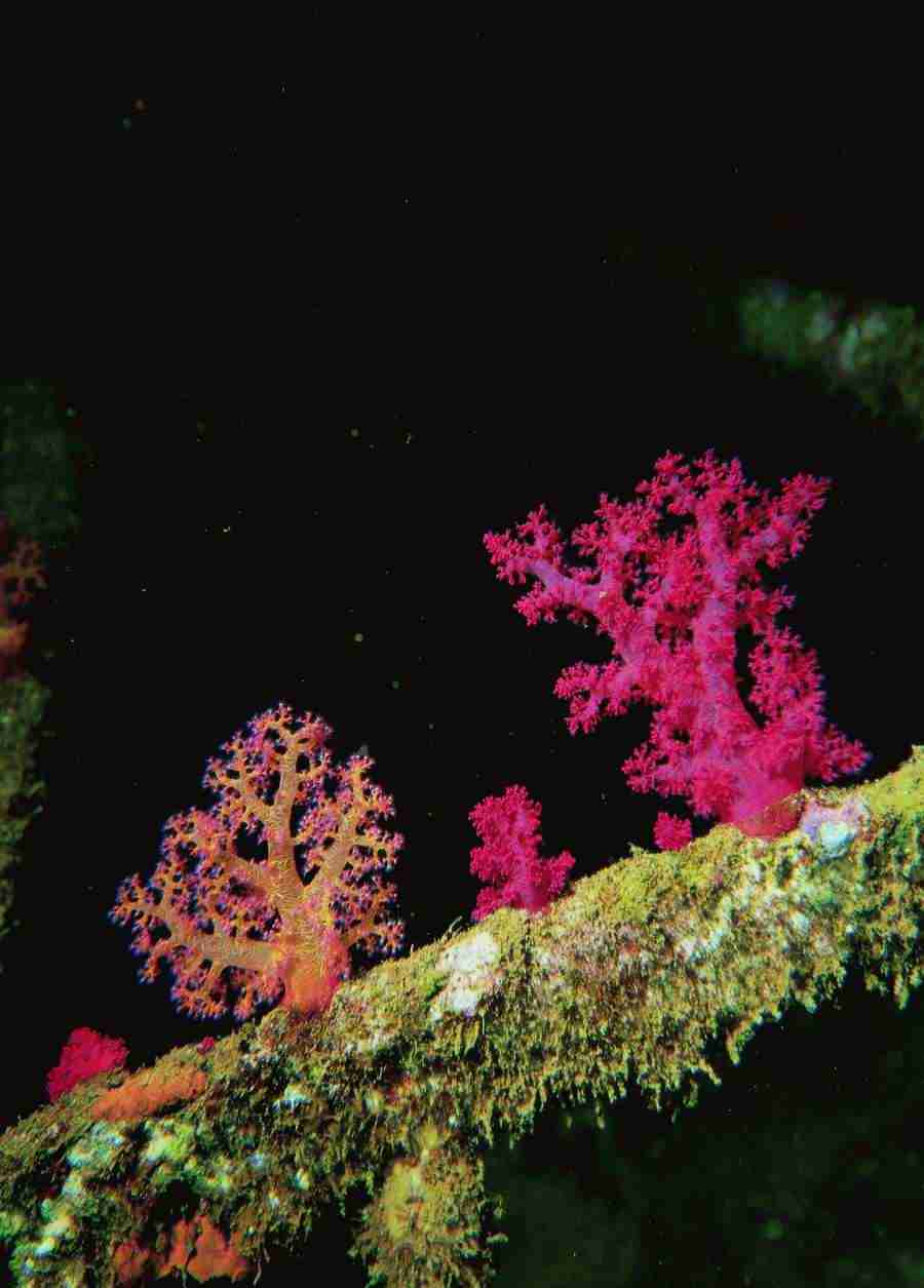 Underwater Saltwater - BackArts ></a>
<script language=JavaScript> 
  var txt = 