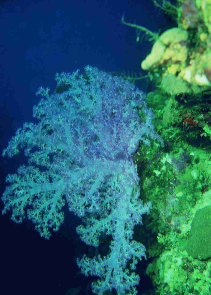 Underwater Saltwater - BackArts ></a>
<script language=JavaScript> 
  var txt = 