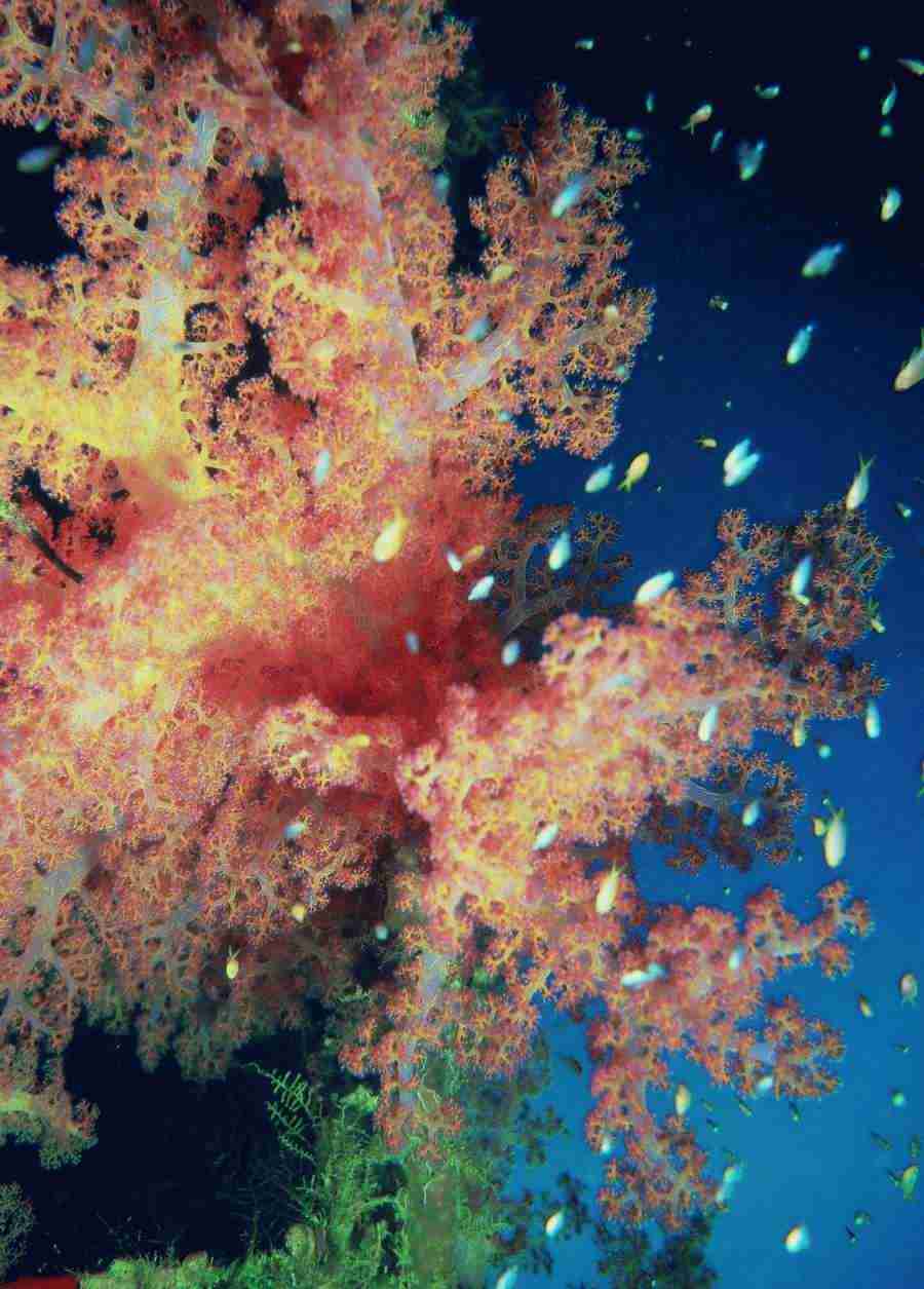 Underwater Saltwater - BackArts ></a>
<script language=JavaScript> 
  var txt = 