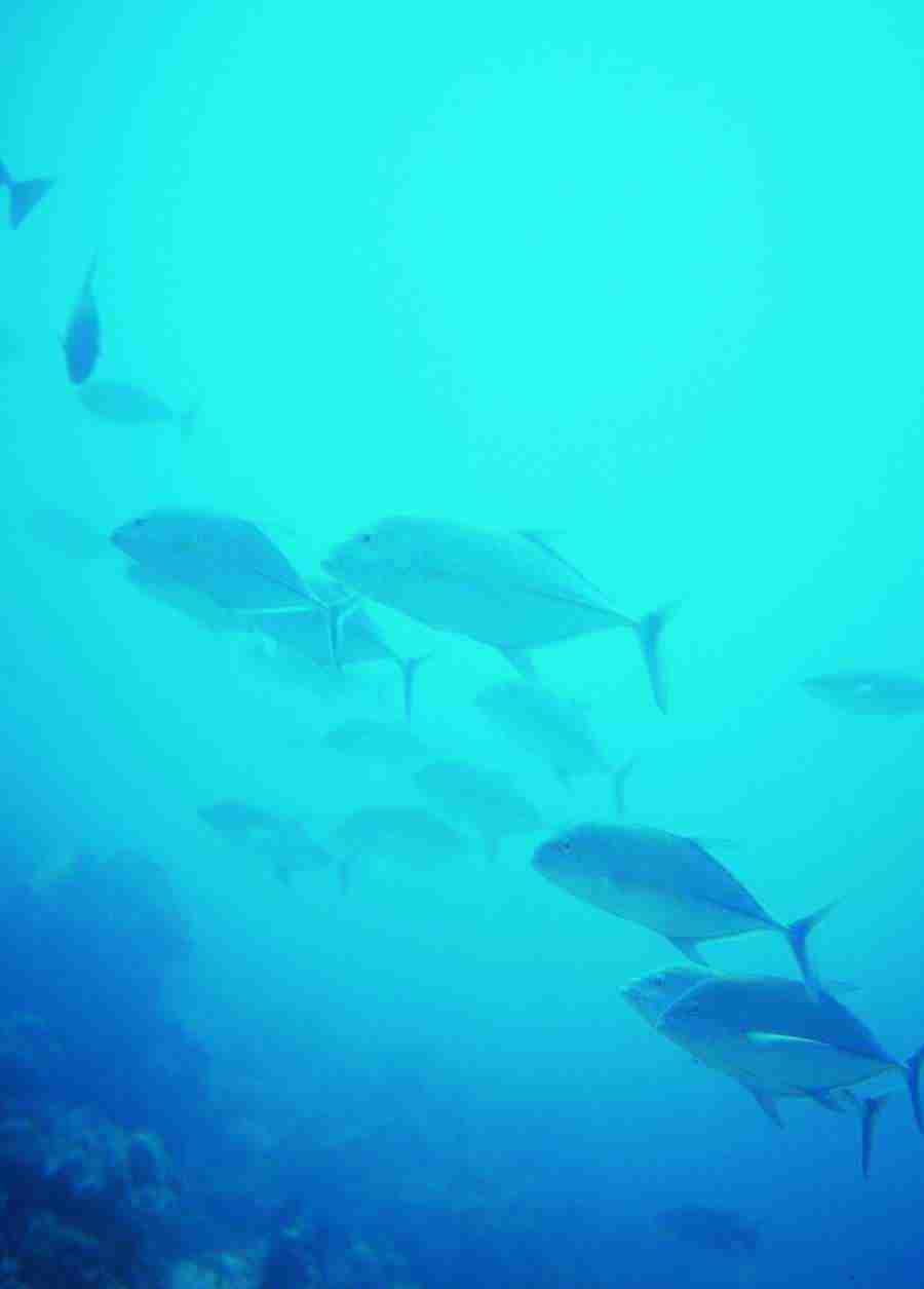 Underwater Saltwater - BackArts ></a>
<script language=JavaScript> 
  var txt = 
