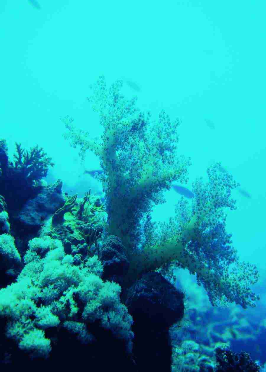Underwater Saltwater - BackArts ></a>
<script language=JavaScript> 
  var txt = 