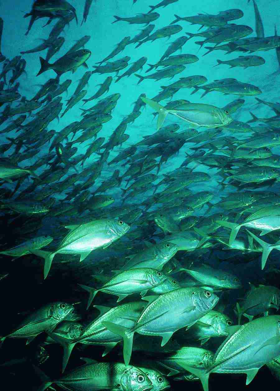 Underwater Saltwater - BackArts ></a>
<script language=JavaScript> 
  var txt = 