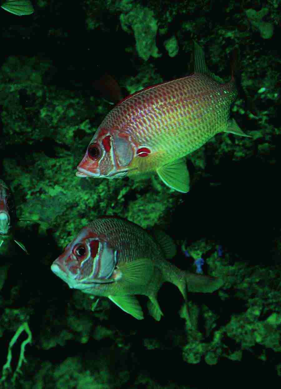 Underwater Saltwater - BackArts ></a>
<script language=JavaScript> 
  var txt = 