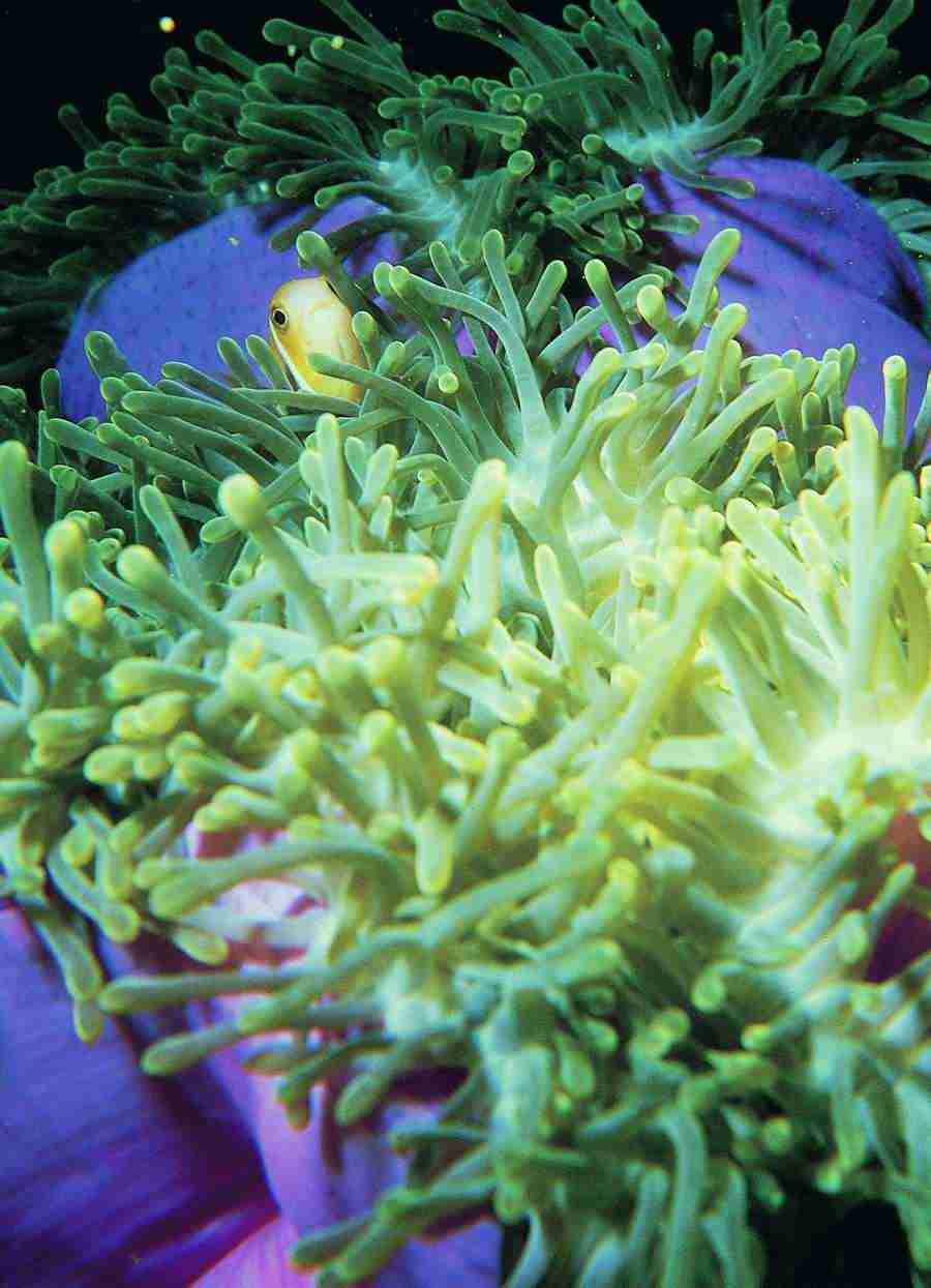 Underwater Saltwater - BackArts ></a>
<script language=JavaScript> 
  var txt = 