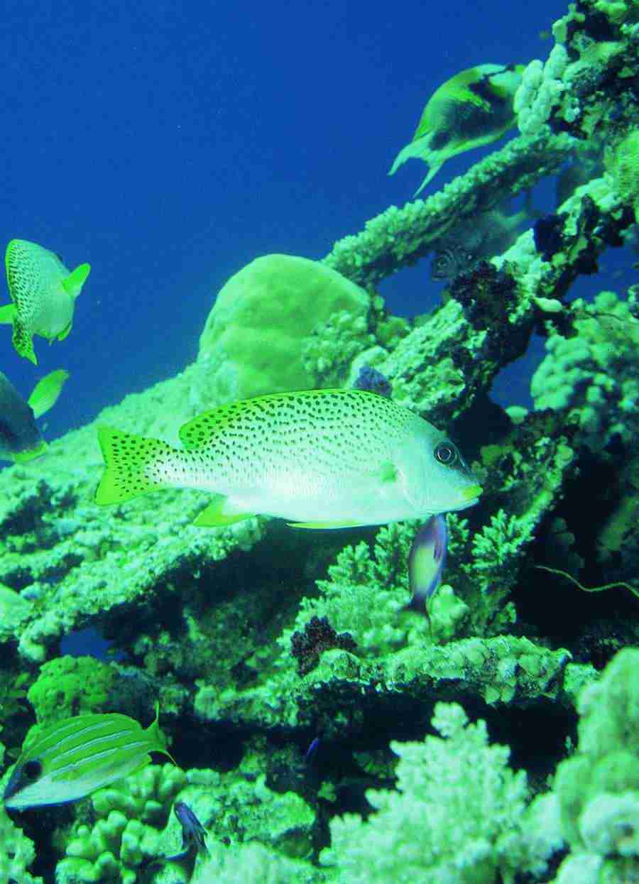 Underwater Saltwater - BackArts ></a>
<script language=JavaScript> 
  var txt = 