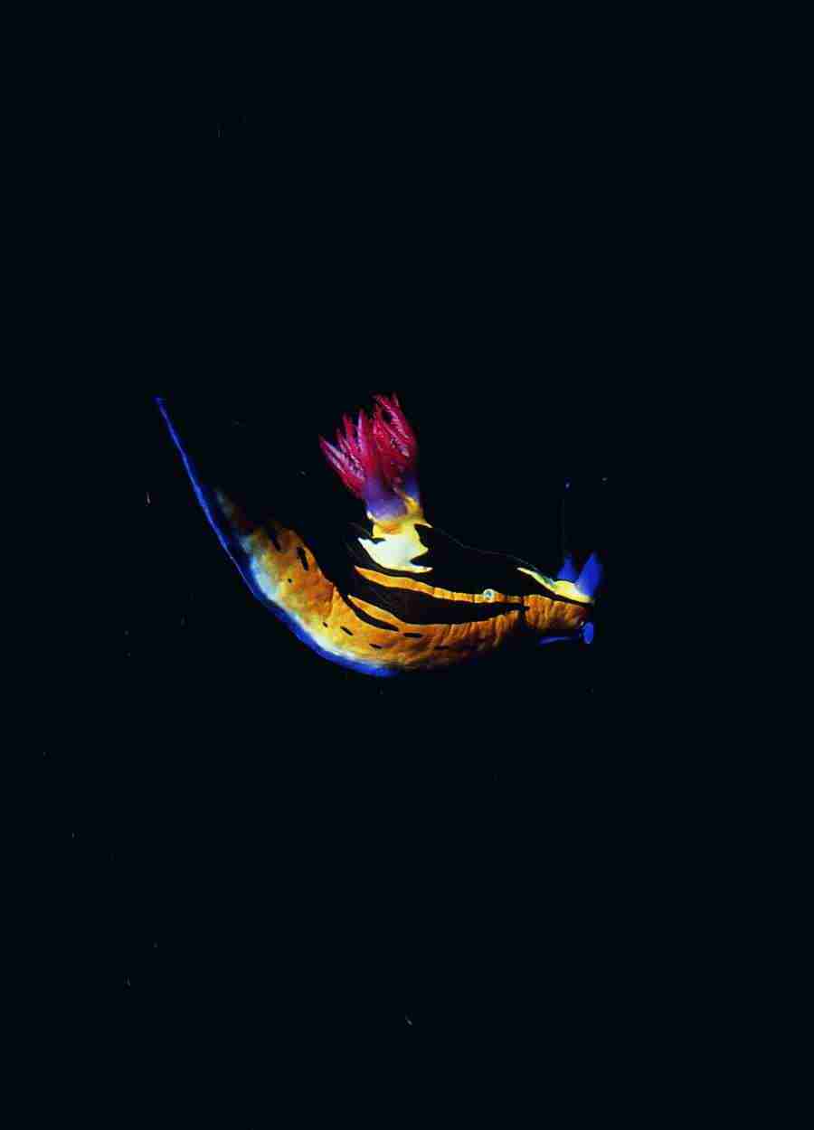 Underwater Saltwater - BackArts ></a>
<script language=JavaScript> 
  var txt = 