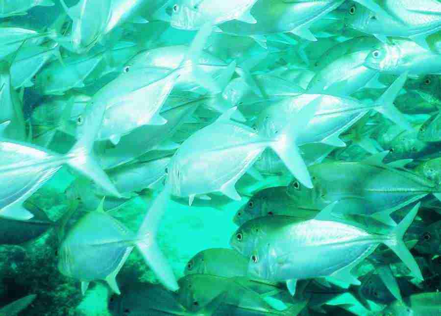 Underwater Saltwater - BackArts ></a>
<script language=JavaScript> 
  var txt = 