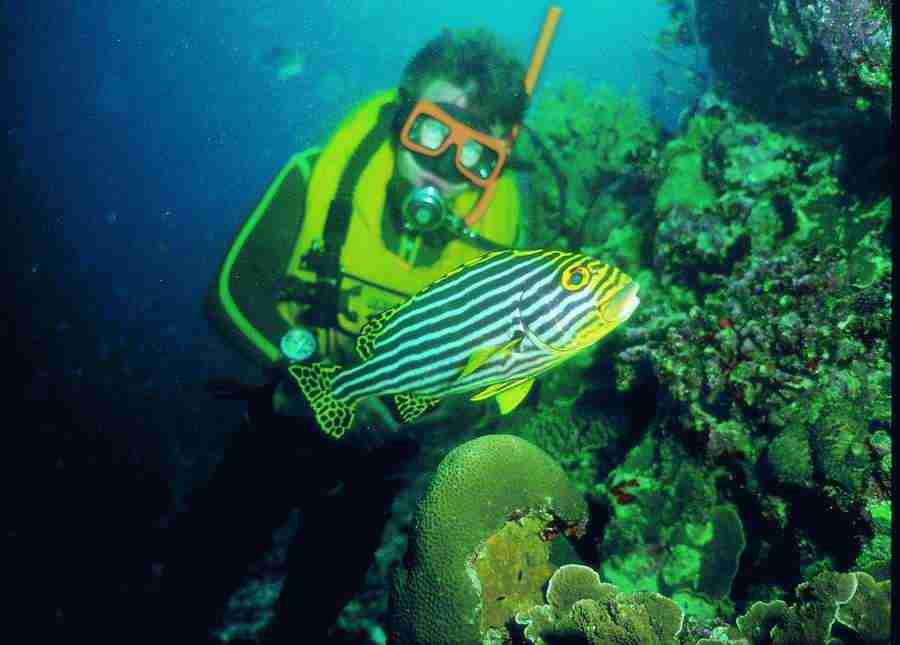 Underwater Saltwater - BackArts ></a>
<script language=JavaScript> 
  var txt = 