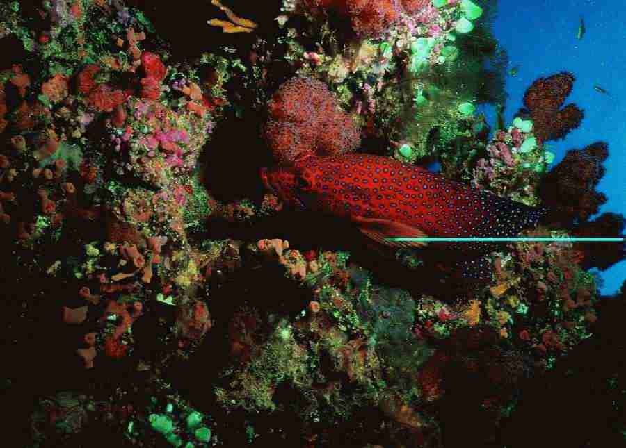 Underwater Saltwater - BackArts ></a>
<script language=JavaScript> 
  var txt = 