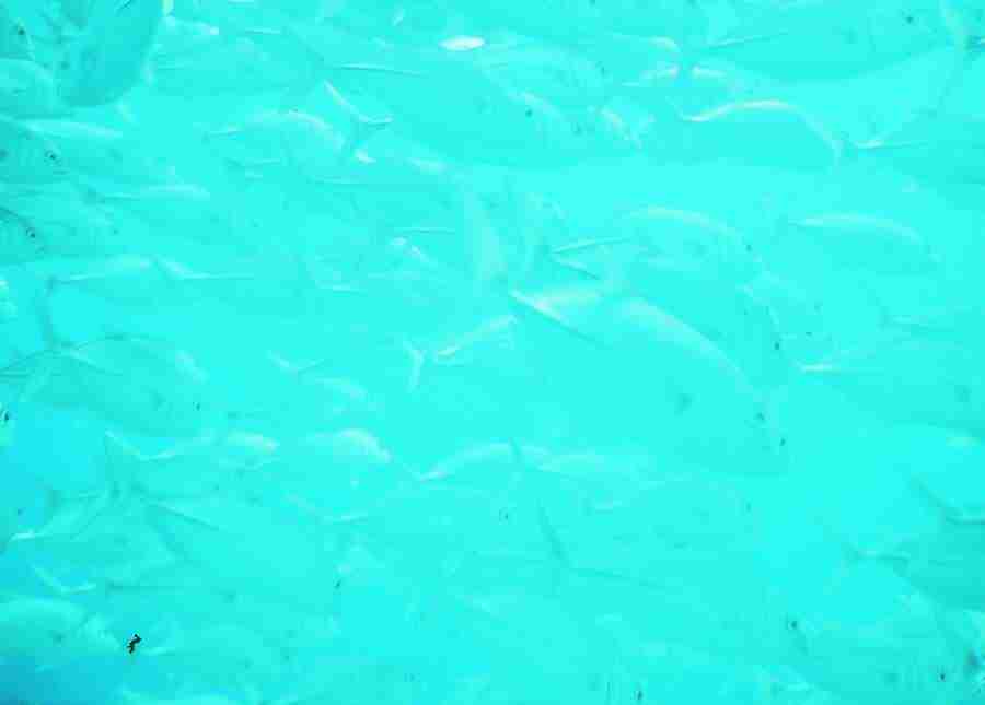 Underwater Saltwater - BackArts ></a>
<script language=JavaScript> 
  var txt = 