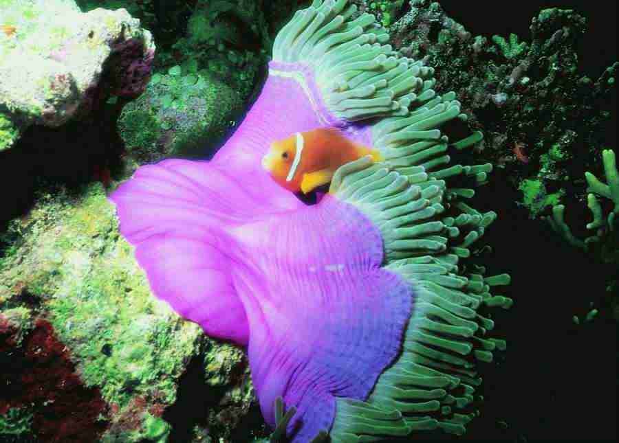 Underwater Saltwater - BackArts ></a>
<script language=JavaScript> 
  var txt = 