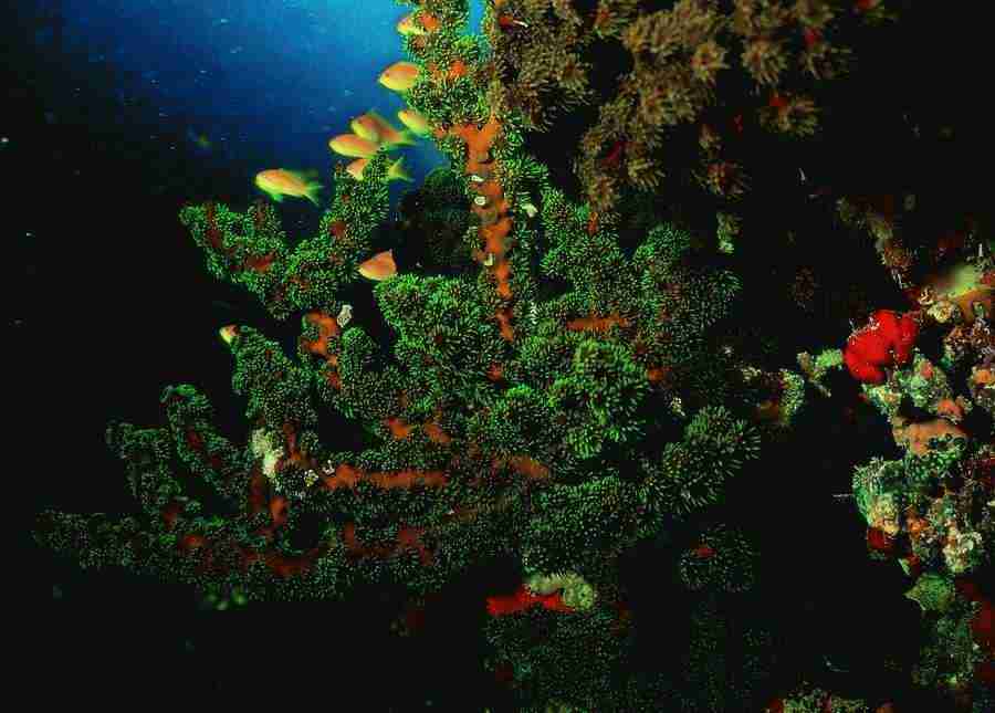 Underwater Saltwater - BackArts ></a>
<script language=JavaScript> 
  var txt = 