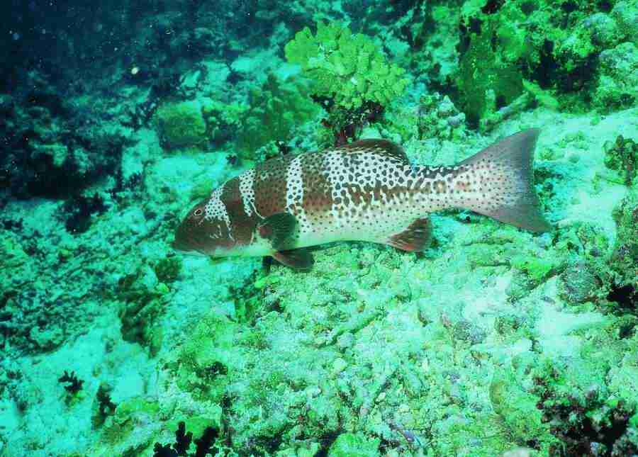 Underwater Saltwater - BackArts ></a>
<script language=JavaScript> 
  var txt = 