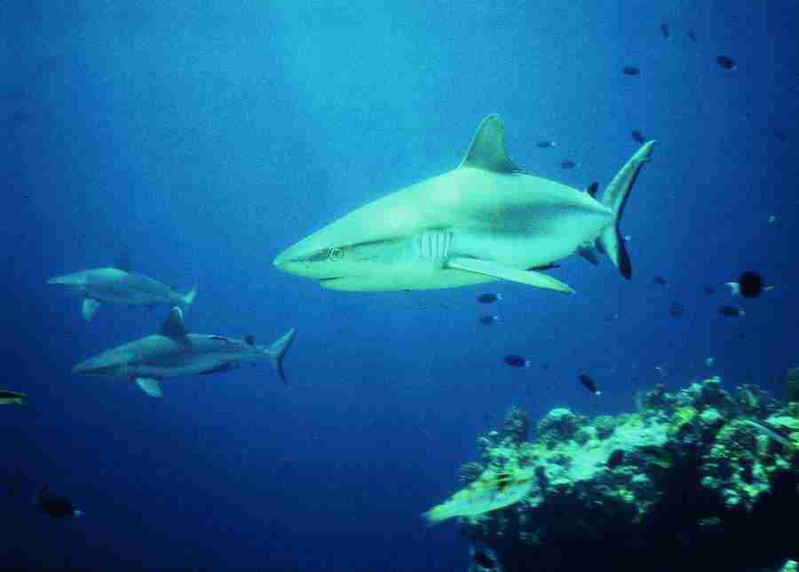 Underwater Saltwater - BackArts ></a>
<script language=JavaScript> 
  var txt = 