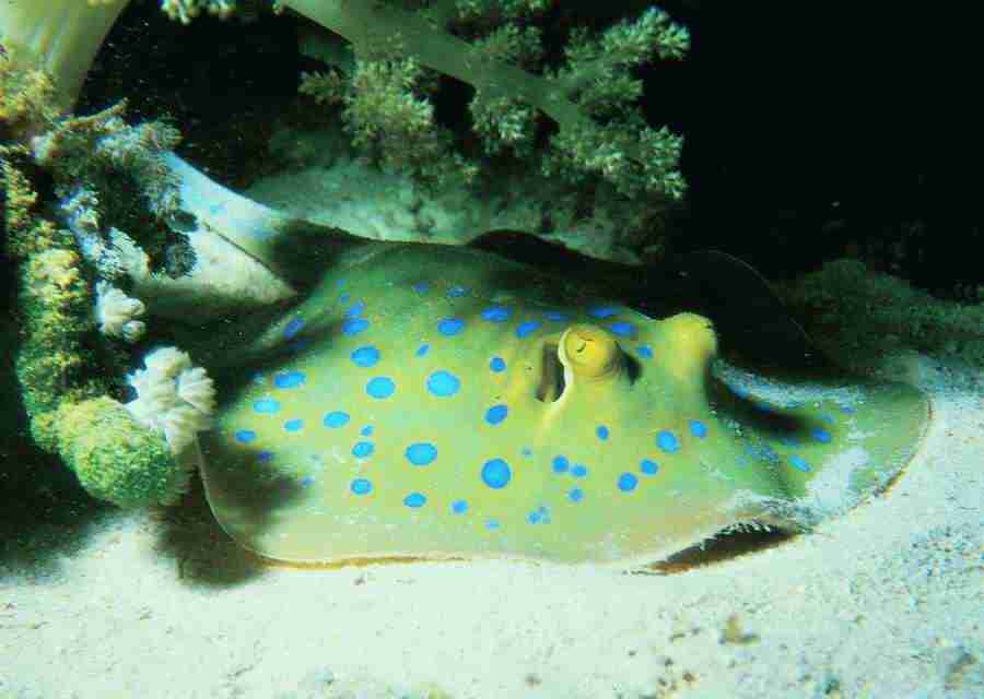 Underwater Saltwater - BackArts ></a>
<script language=JavaScript> 
  var txt = 