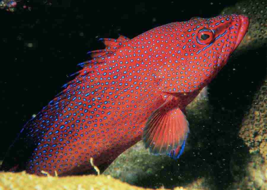 Underwater Saltwater - BackArts ></a>
<script language=JavaScript> 
  var txt = 