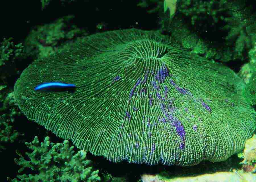 Underwater Saltwater - BackArts ></a>
<script language=JavaScript> 
  var txt = 