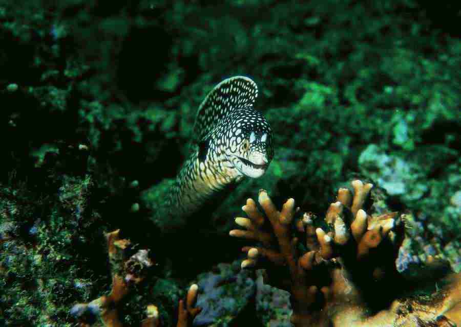 Underwater Saltwater - BackArts ></a>
<script language=JavaScript> 
  var txt = 