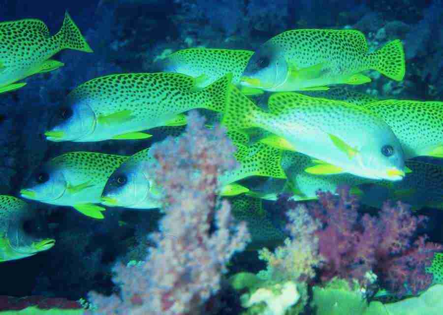 Underwater Saltwater - BackArts ></a>
<script language=JavaScript> 
  var txt = 