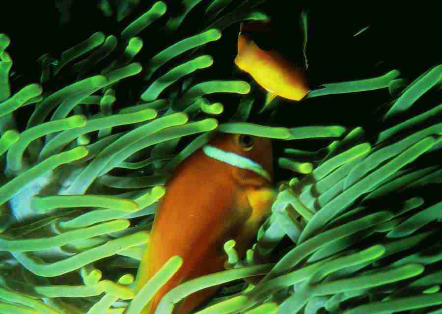 Underwater Saltwater - BackArts ></a>
<script language=JavaScript> 
  var txt = 