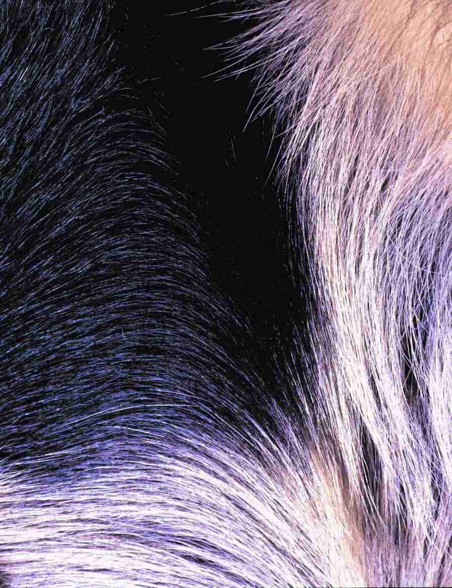 Wood 2 Fur and Body - BackArts ></a>
<script language=JavaScript> 
  var txt = 