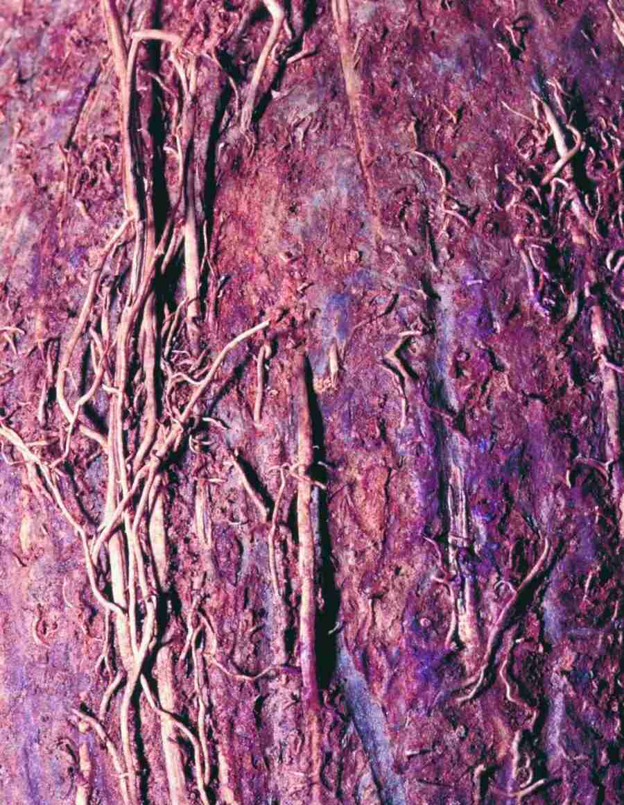 Wood 2 Fur and Body - BackArts ></a>
<script language=JavaScript> 
  var txt = 