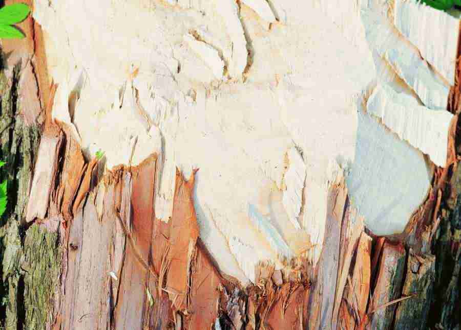 Wood, Stone and Metal - BackArts ></a>
<script language=JavaScript> 
  var txt = 