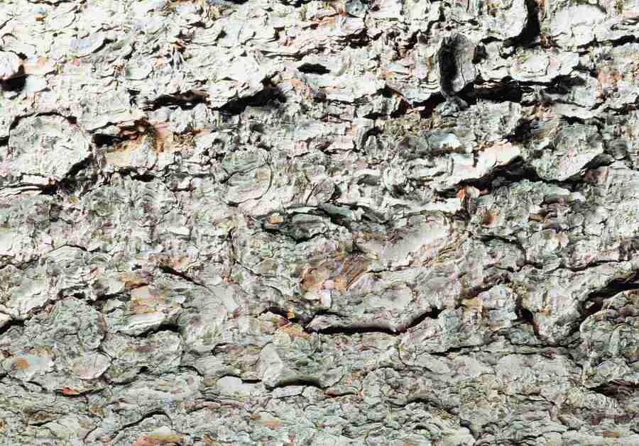Wood, Stone and Metal - BackArts ></a>
<script language=JavaScript> 
  var txt = 