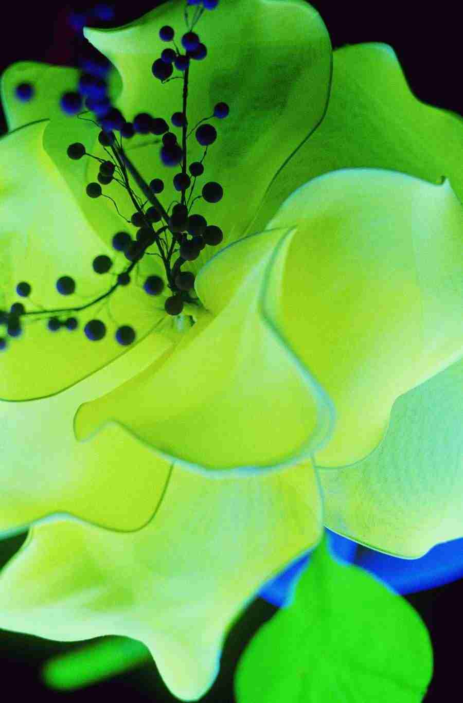 Glow - Brand X Pictures ></a>
<script language=JavaScript> 
  var txt = 