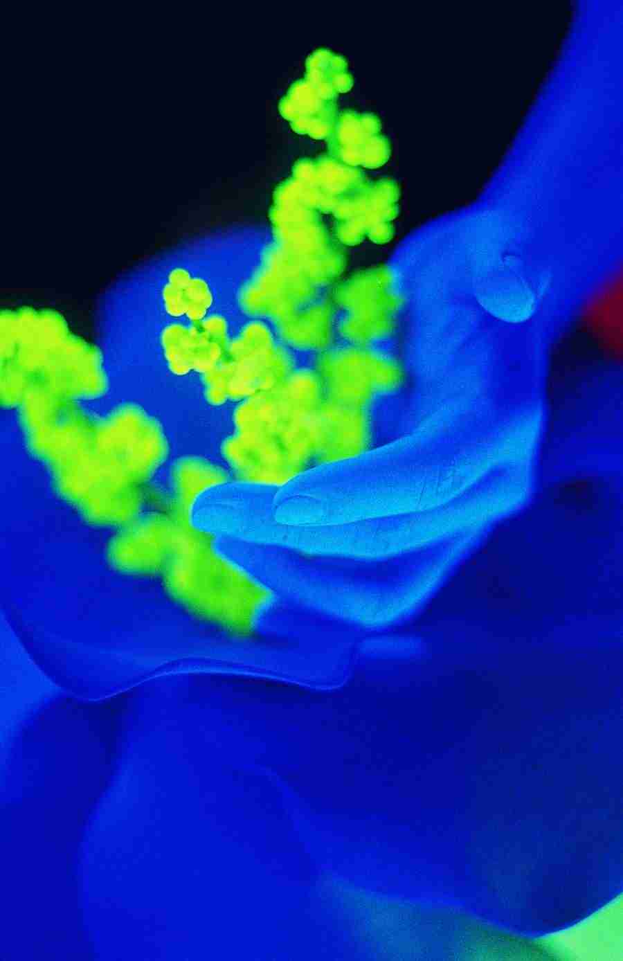 Glow - Brand X Pictures ></a>
<script language=JavaScript> 
  var txt = 