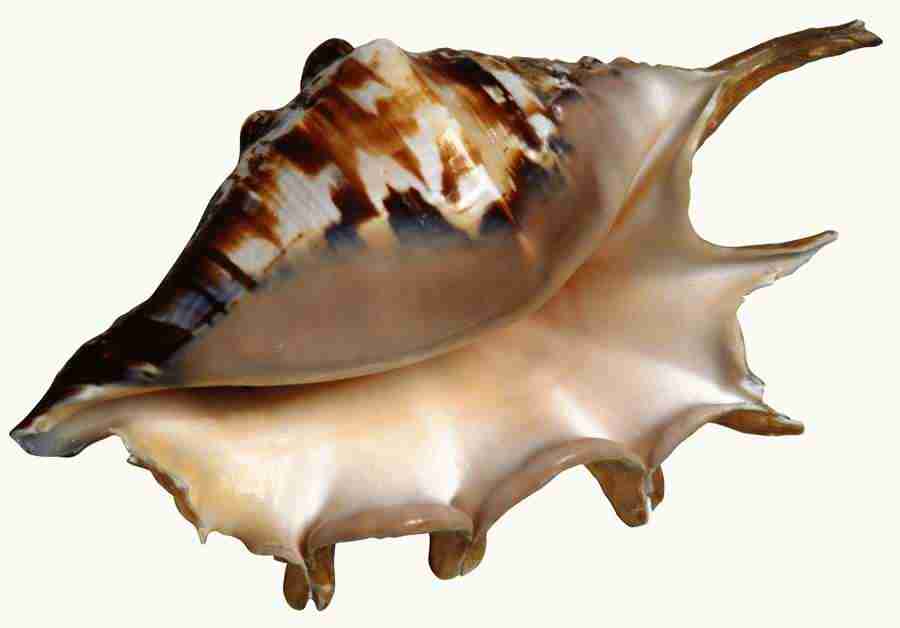 Summer Fun - Brand X Pictures ></a>
<script language=JavaScript> 
  var txt = 