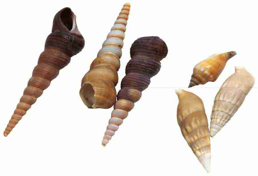 Summer Fun - Brand X Pictures ></a>
<script language=JavaScript> 
  var txt = 